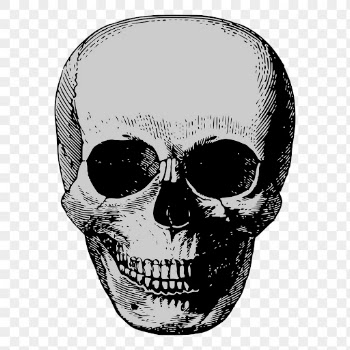 Human skull png sticker vintage | Free PNG - rawpixel