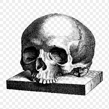 Human skull png sticker vintage | Free PNG - rawpixel