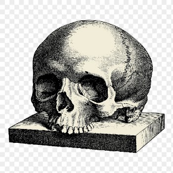 Human skull png sticker vintage | Free PNG - rawpixel
