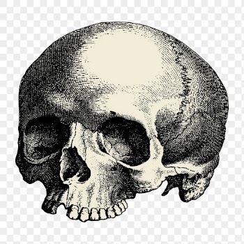 Human skull png sticker vintage | Free PNG - rawpixel