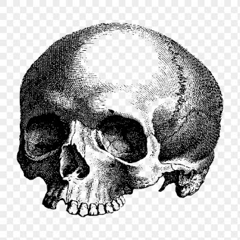 Human skull png sticker vintage | Free PNG - rawpixel