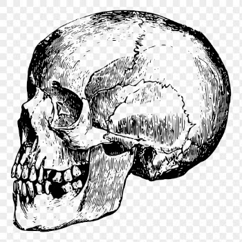 Human skull png sticker vintage | Free PNG - rawpixel