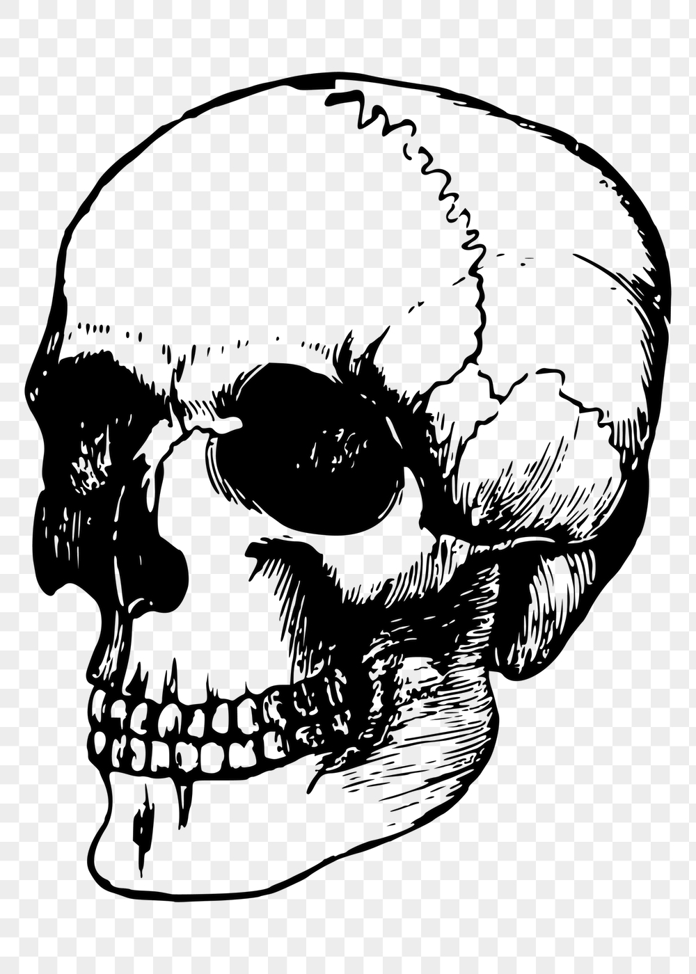 Human skull png sticker, vintage | Free PNG - rawpixel