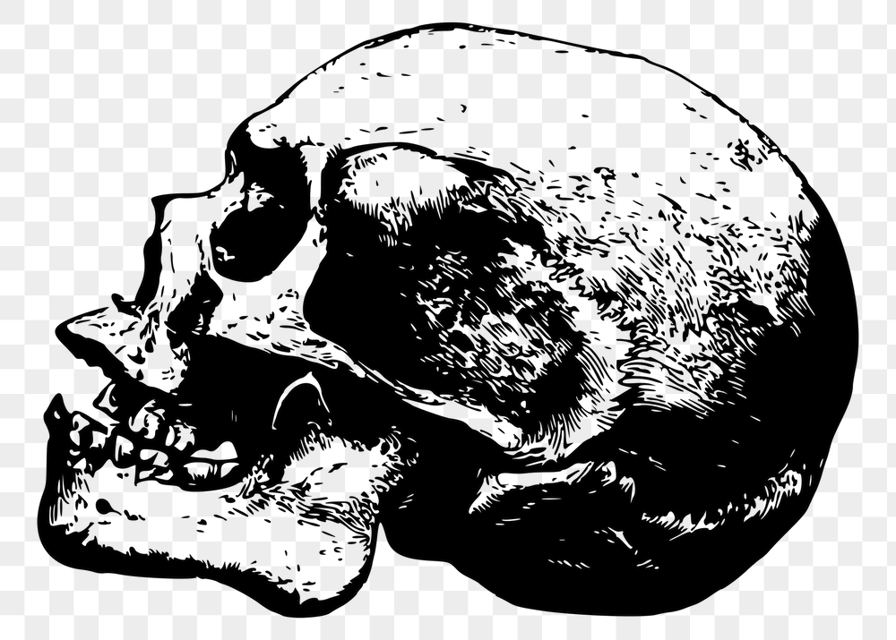 Human skull png sticker, vintage | Free PNG - rawpixel