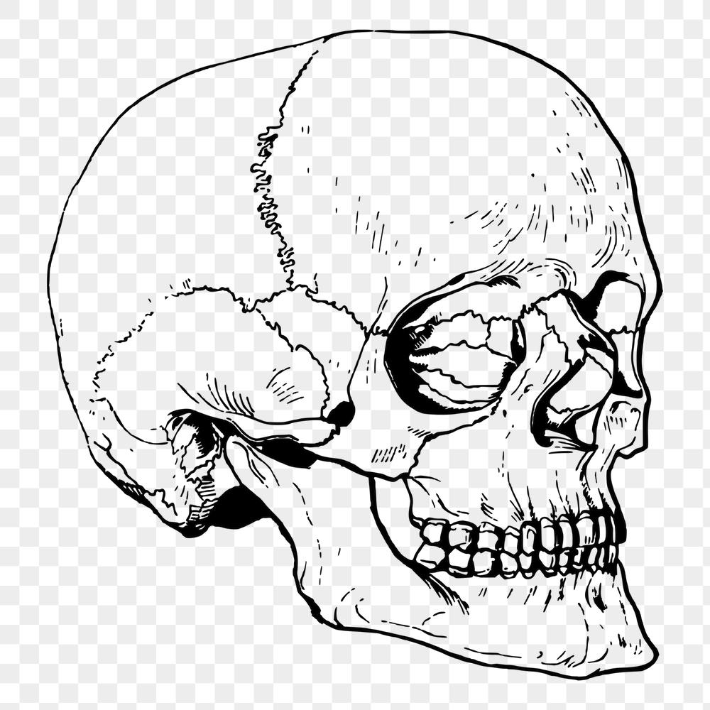Human skull png sticker, vintage | Free PNG - rawpixel