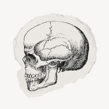 Human skull ripped paper clipart, | Free Vector Illustration - rawpixel
