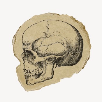 Human skull ripped paper clipart, | Free Vector Illustration - rawpixel