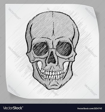 Human Skull vector image