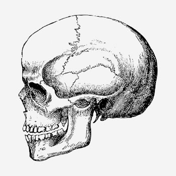 Human skull, vintage hand drawn | Free Photo Illustration - rawpixel