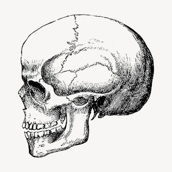 Human skull, vintage hand drawn | Free Vector Illustration - rawpixel