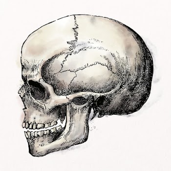 Human skull watercolor clipart, medical | Free PSD Illustration - rawpixel