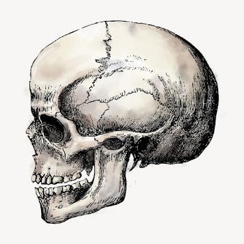 Human skull watercolor sticker, medical | Free Vector Illustration - rawpixel