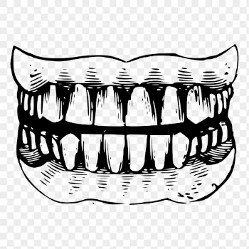 Human teeth png clipart, healthy | Free PNG Illustration - rawpixel