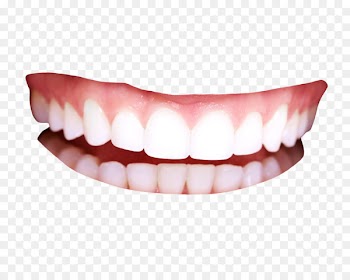 Human tooth - Teeth 