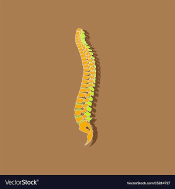 Human vertebral column paper sticker on stylish vector image