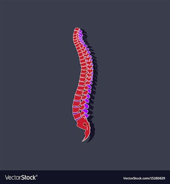 Human vertebral column paper sticker on stylish vector image