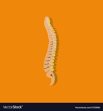 Human vertebral column paper sticker on stylish vector image
