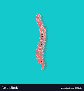 Human vertebral column paper sticker on stylish vector image