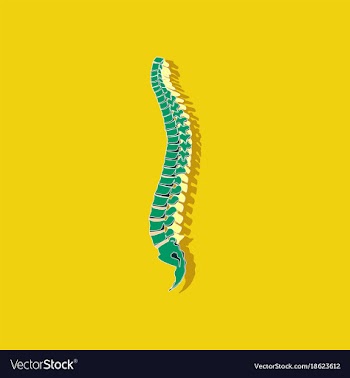 Human vertebral column paper sticker on stylish vector image