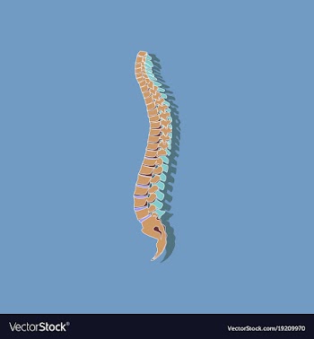 Human vertebral column paper sticker on stylish vector image