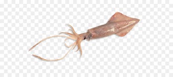 Humboldt squid Giant squid Yellowfin tuna Octopus - Mahi-mahi 