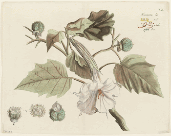 Hummatu from Hortus Indicus Malabaricus | Free Photo - rawpixel