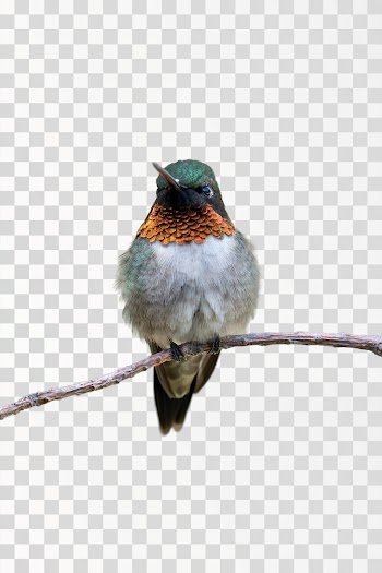 humming bird on tree, png transparent - @skyler-ewing-266953 / Pexels