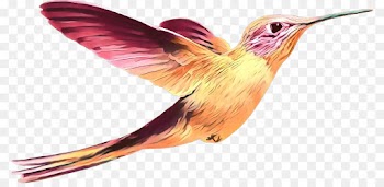 Hummingbird