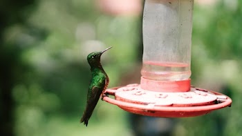 Hummingbird