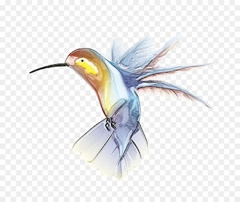 Hummingbird