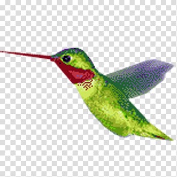Hummingbird Animation, Animation transparent background PNG clipart