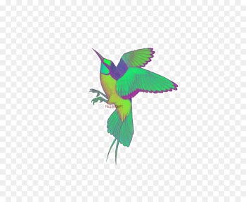Hummingbird, Beak, Fauna, Bird PNG
