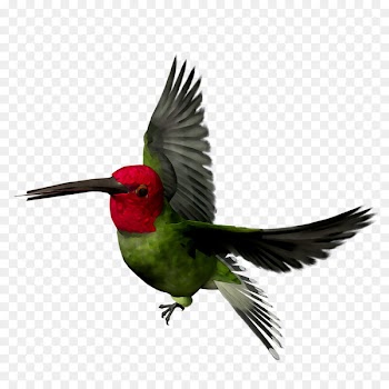 Hummingbird Beak Fauna Wing Feather -  