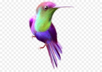 Hummingbird, Bird, Color PNG