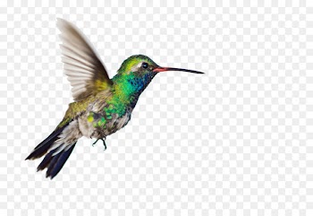 Hummingbird, Bird, Desktop Wallpaper PNG