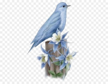 Hummingbird Bluebird of happiness Flying and gliding animals - bird 