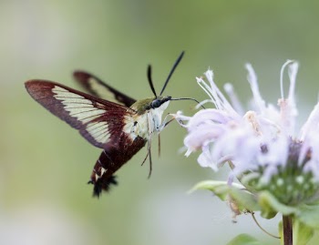 Hummingbird Clearwing Moth. Free public | Free Photo - rawpixel