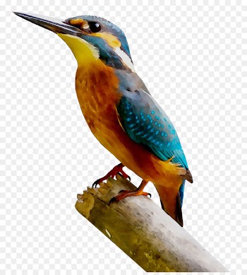 Hummingbird Common kingfisher Beak -  