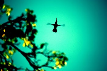 Hummingbird | Free Photo - rawpixel
