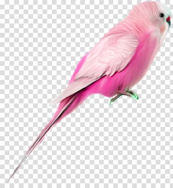 Hummingbird Galah Painting, Pink Parrot transparent background PNG clipart