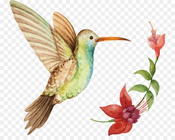 Hummingbird Illustration Stock photography Vector graphics - avianca ornament 