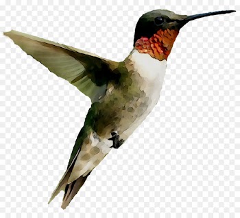 Hummingbird Image Duck Download -  