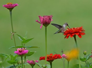 Hummingbird in a Flower Garden.jpg