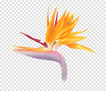 Hummingbird Japanese giant hornet Watercolor painting Drawing, hummingbirds transparent background PNG clipart