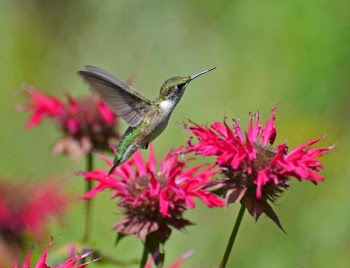 Hummingbird.JPG