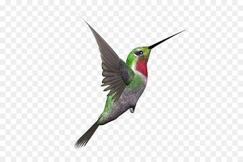 Hummingbird Kingfisher Bald eagle Portable Network Graphics -  