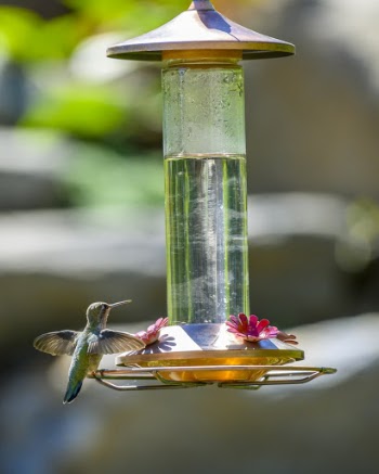 Hummingbird Perched on Bird Feeder
