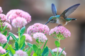 hummingbird perched on pink flower