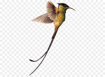 Hummingbird Red-billed streamertail Beak - Bird 