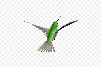 Hummingbird Swallow Image Download - simple bird 